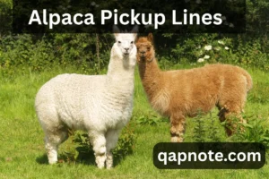 Read more about the article Alpaca Pickup Lines to Charm Your Way Into Their Heart