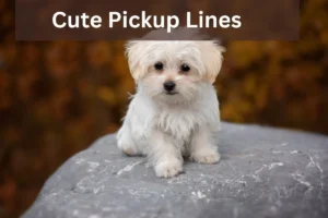 Read more about the article Cute Pickup Lines to Make Them Smile