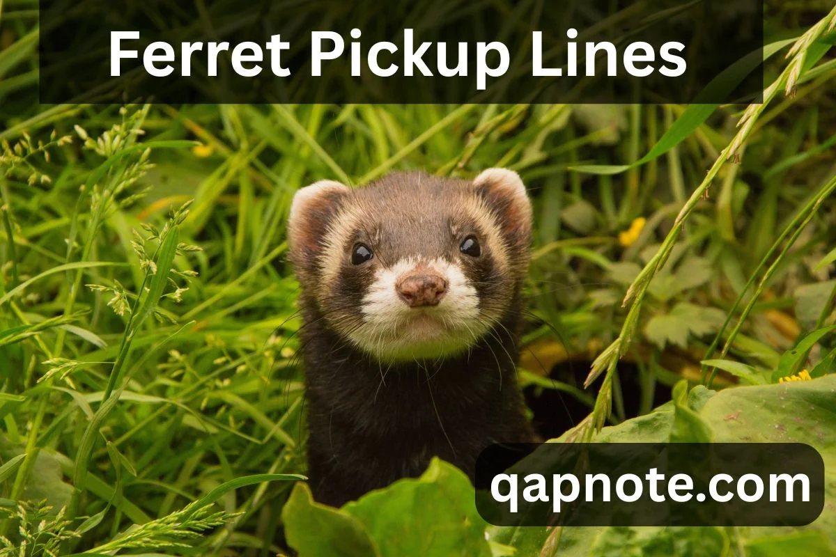 Ferret Pickup Lines