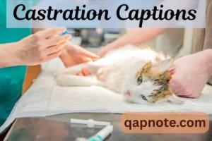 Read more about the article Castration Captions: Fun, Bold, and Creative Lines for Every Post