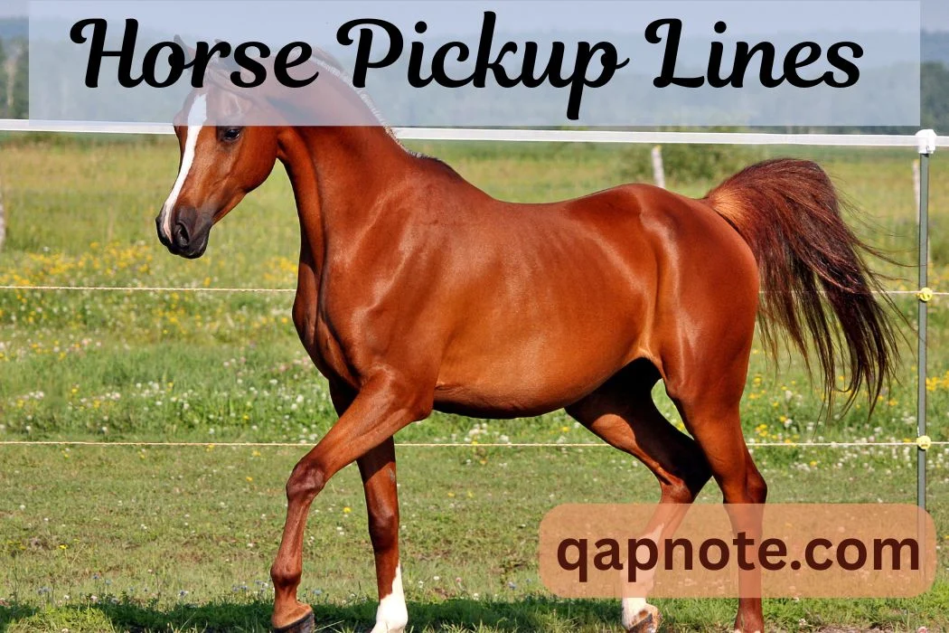 Horse Pickup Lines