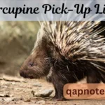 Porcupine Pick-Up Lines