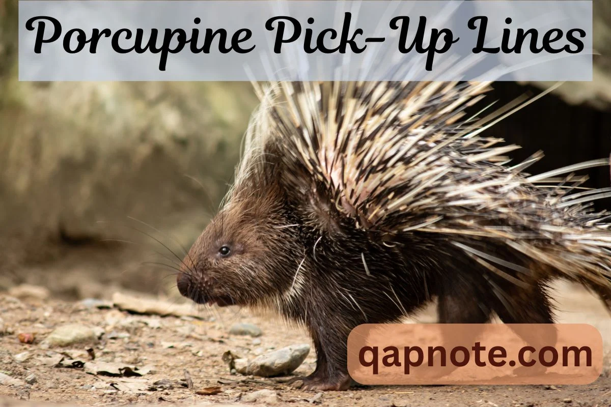 Porcupine Pick-Up Lines