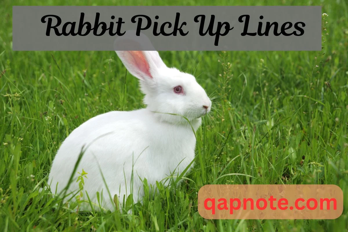 Rabbit Pick Up Lines